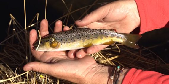 Video: How to fish a small stream
